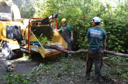 tree services Corralitos